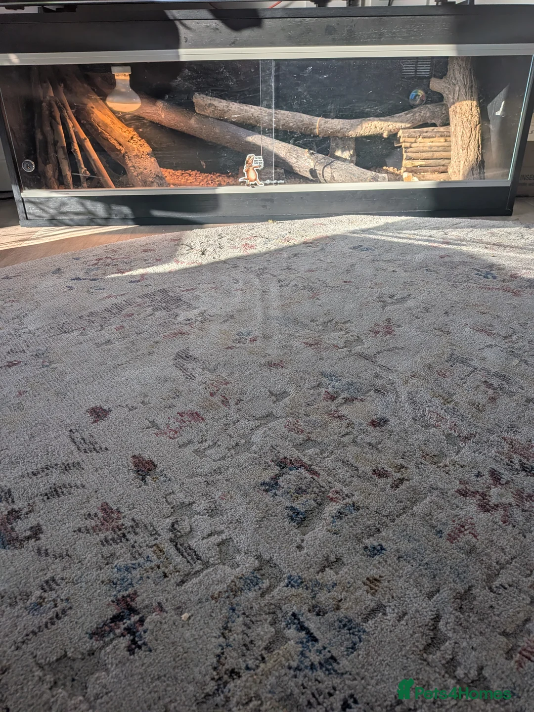 Bearded Dragon reptiles for sale: Beardie  - Advert 7