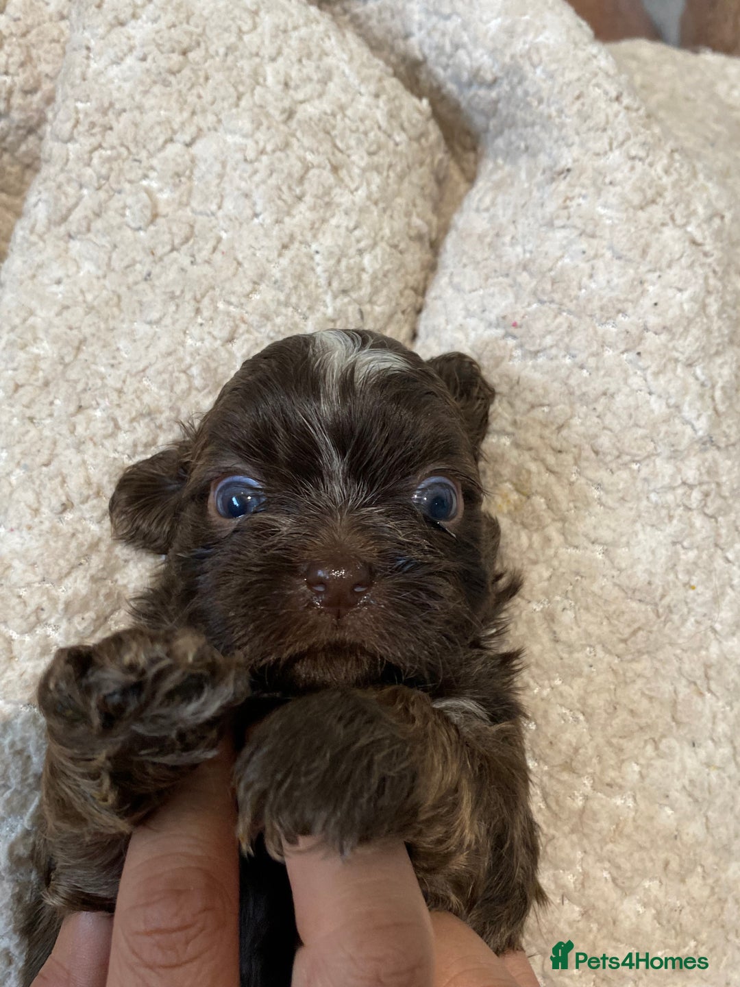 Shih Tzu dogs for sale: 😍 chocolate shihtzu😍 - Advert 13
