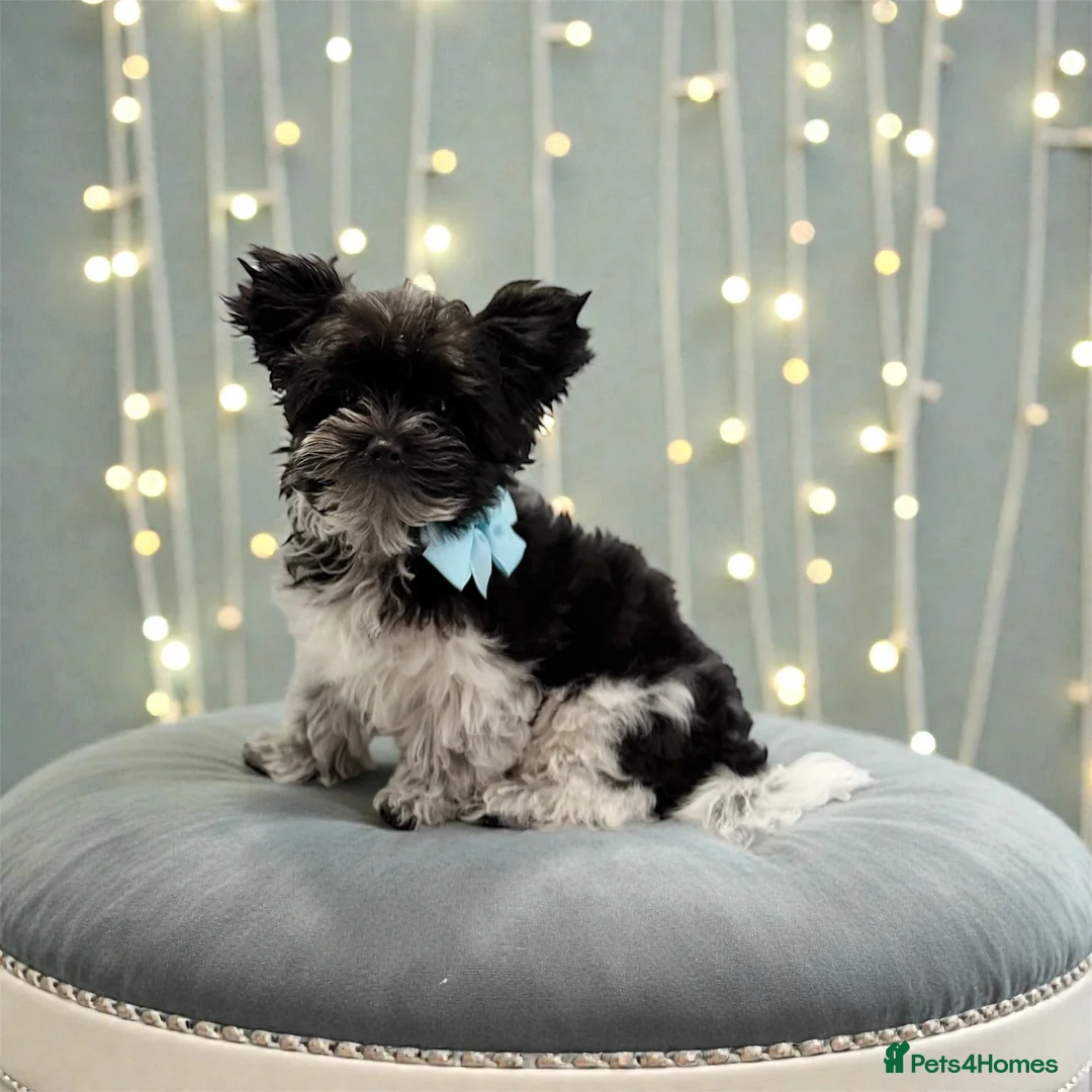 Yorkshire Terrier dogs for sale: Dropped prices!! Fantastic Tiny Boys🐾 Pedigree 🐾 - Advert 9