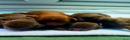 Cocker Spaniel dogs for sale:  Working Chocolate spaniels babies - Advert 8