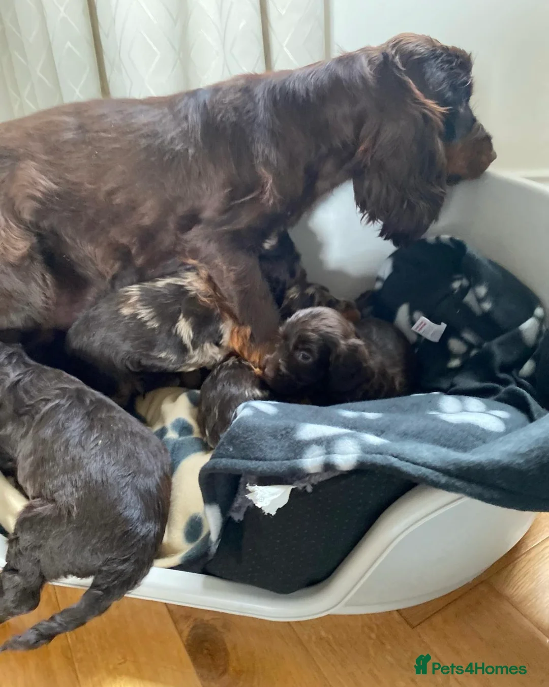 Cockapoo dogs for sale: Cockapoo puppies  in Cookstown - Advert 2