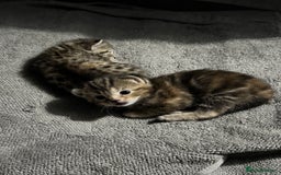 Mixed Breed cats for sale: American bobtail / tortoise shell - Image 21