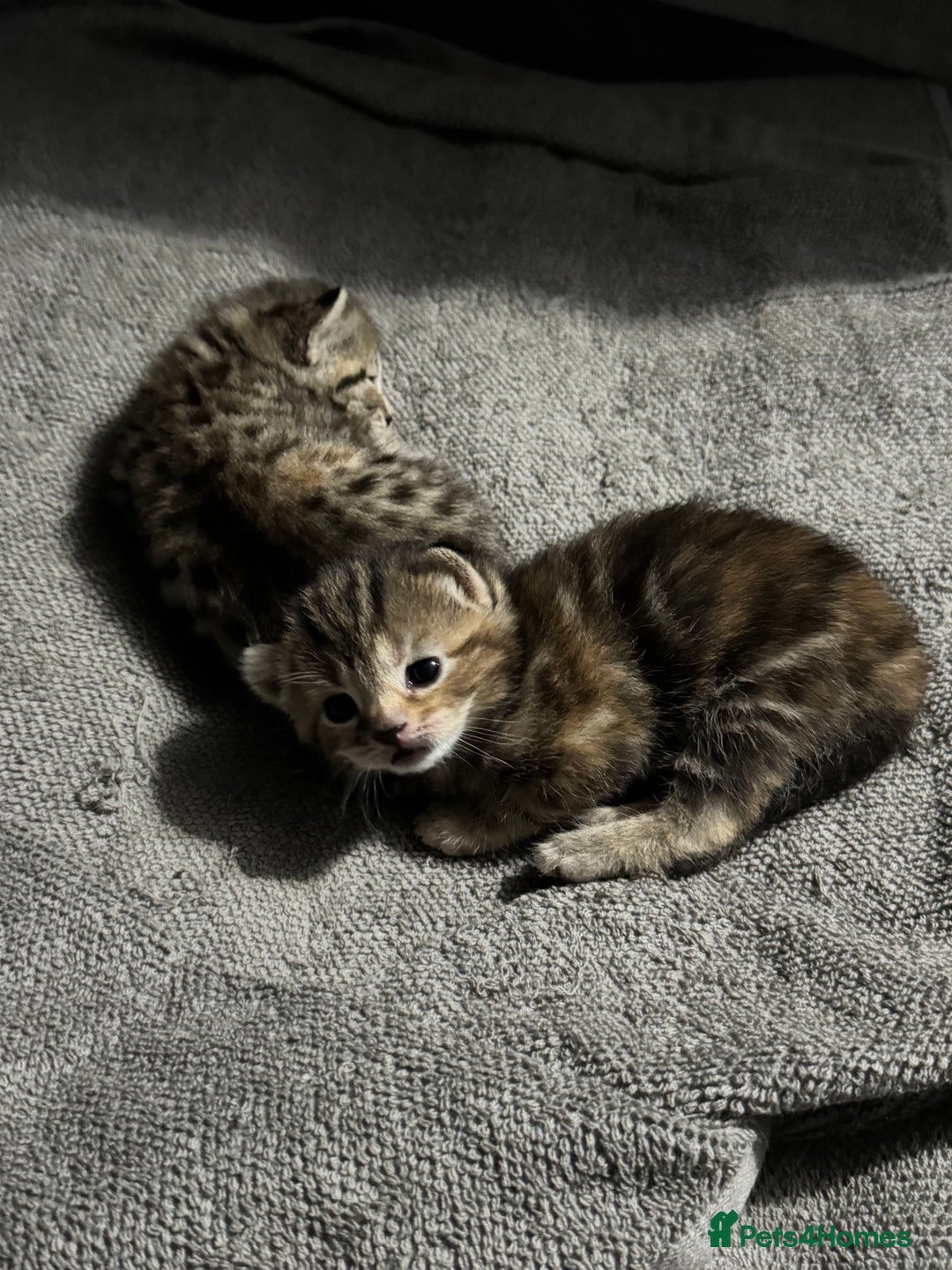 Mixed Breed cats for sale: American bobtail / tortoise shell - Image 21