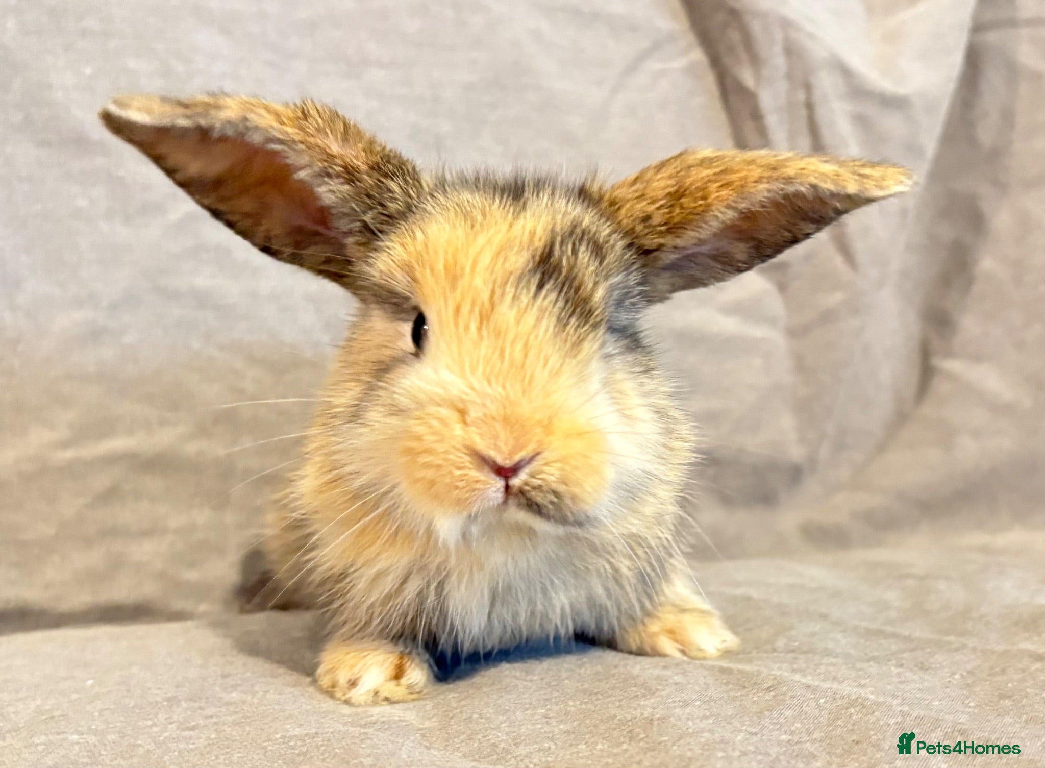 Mixed Breed rabbits 3 Mini Lop cross babies - Advert 2