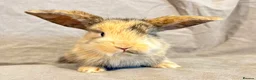 Mixed Breed rabbits for sale: 3 Mini Lop cross babies - Advert 1