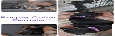 Dobermann Puppy Purple 