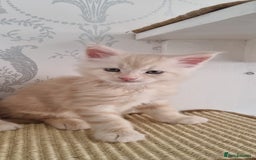 Maine Coon cats for sale: 2 Stunning Cream Pedigree Mainecoons Available  - Image 6