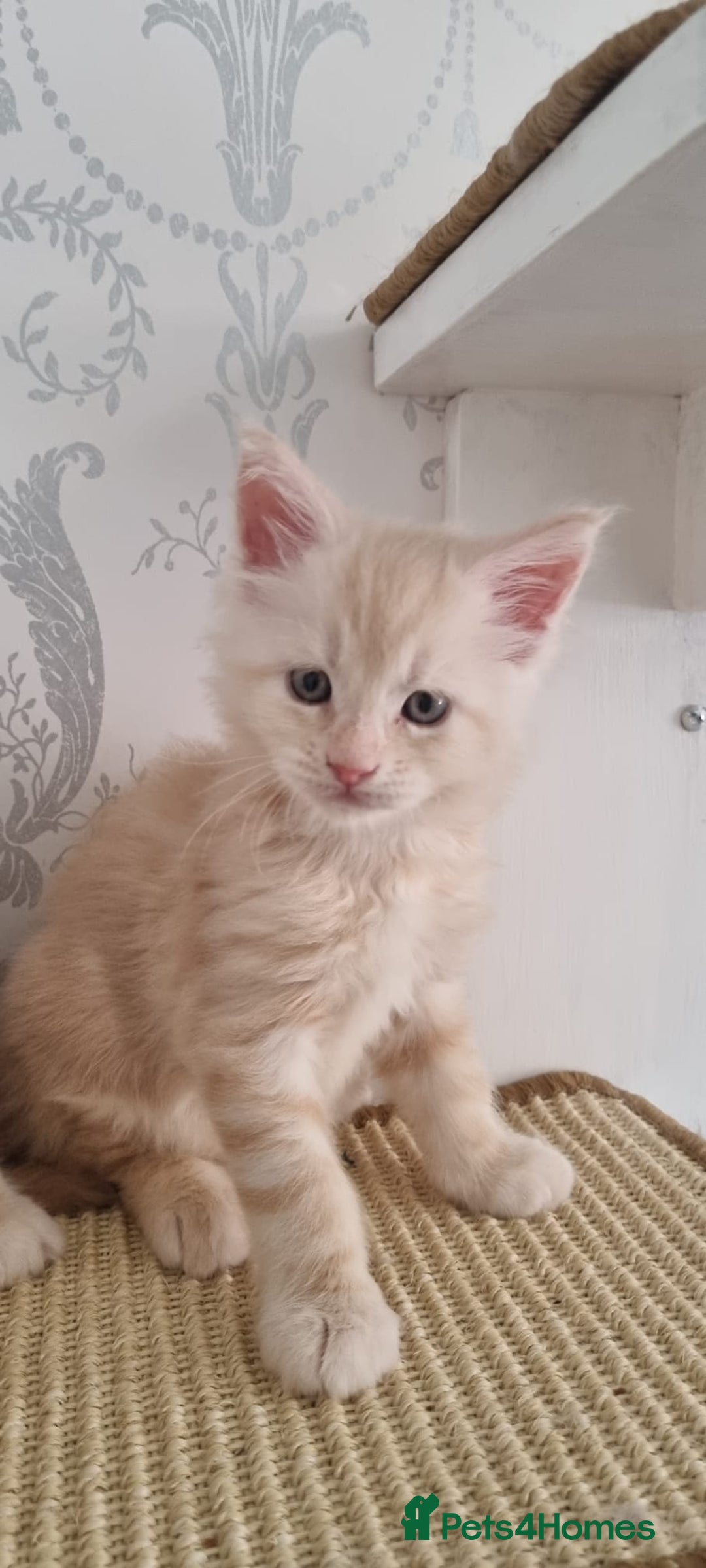 Maine Coon cats for sale: 2 Stunning Cream Pedigree Mainecoons Available  - Image 6