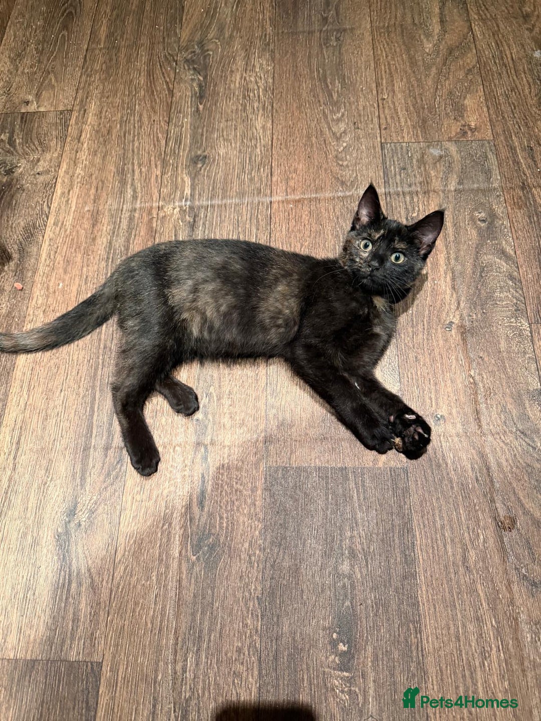 Mixed Breed cats for sale: 1 kitten for new home  - Advert 1