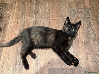 Mixed Breed cats 1 kitten for new home - Advert 19