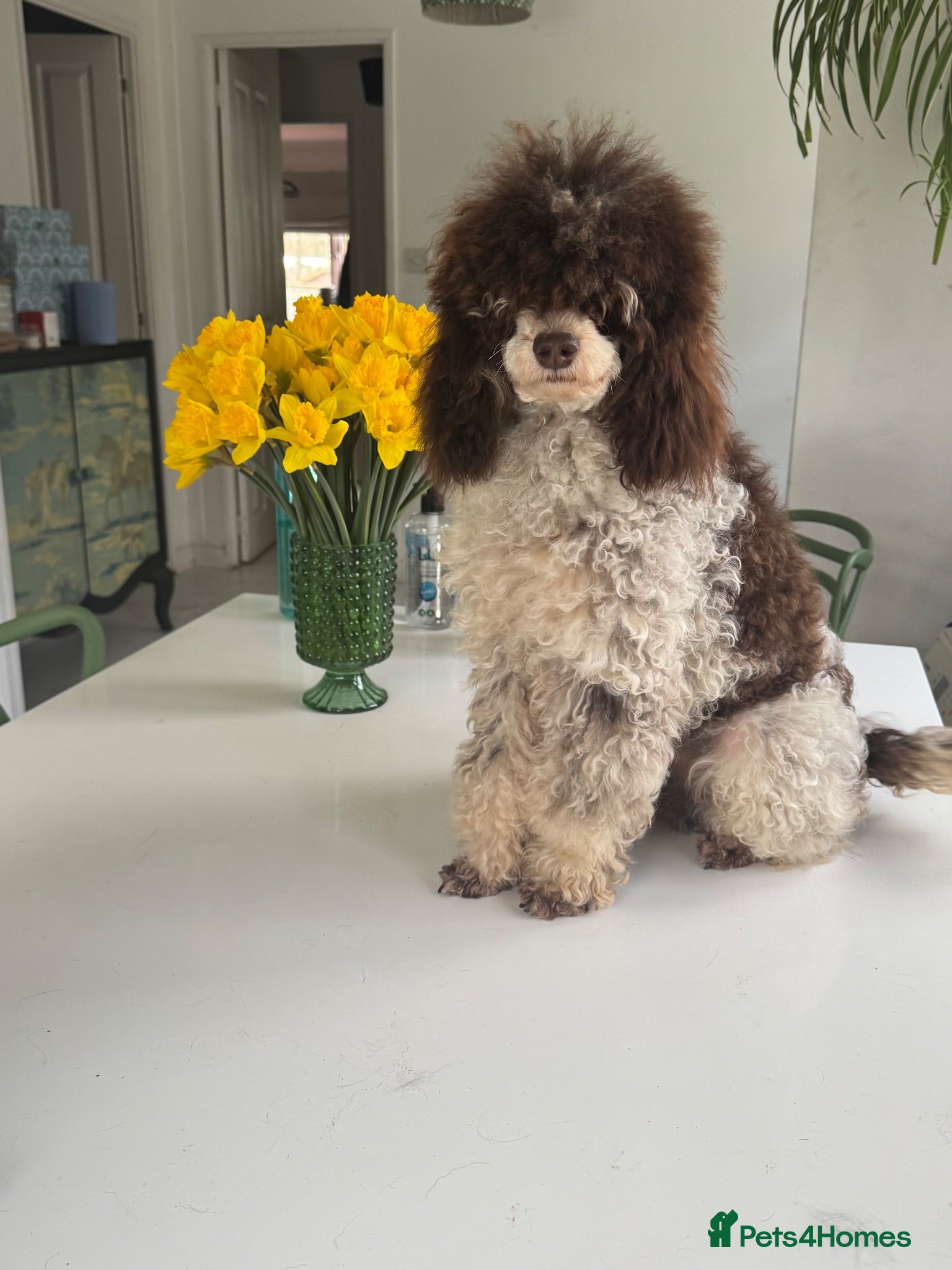 Toy Poodle dogs Toy poodle for stud brown/white PRA clear - Advert 2