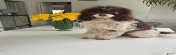 Toy Poodle dogs for stud: Toy poodle for stud brown/white PRA clear - Advert 1