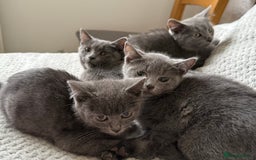Russian Blue cats for sale: Russian Blue Kittens - Image 5