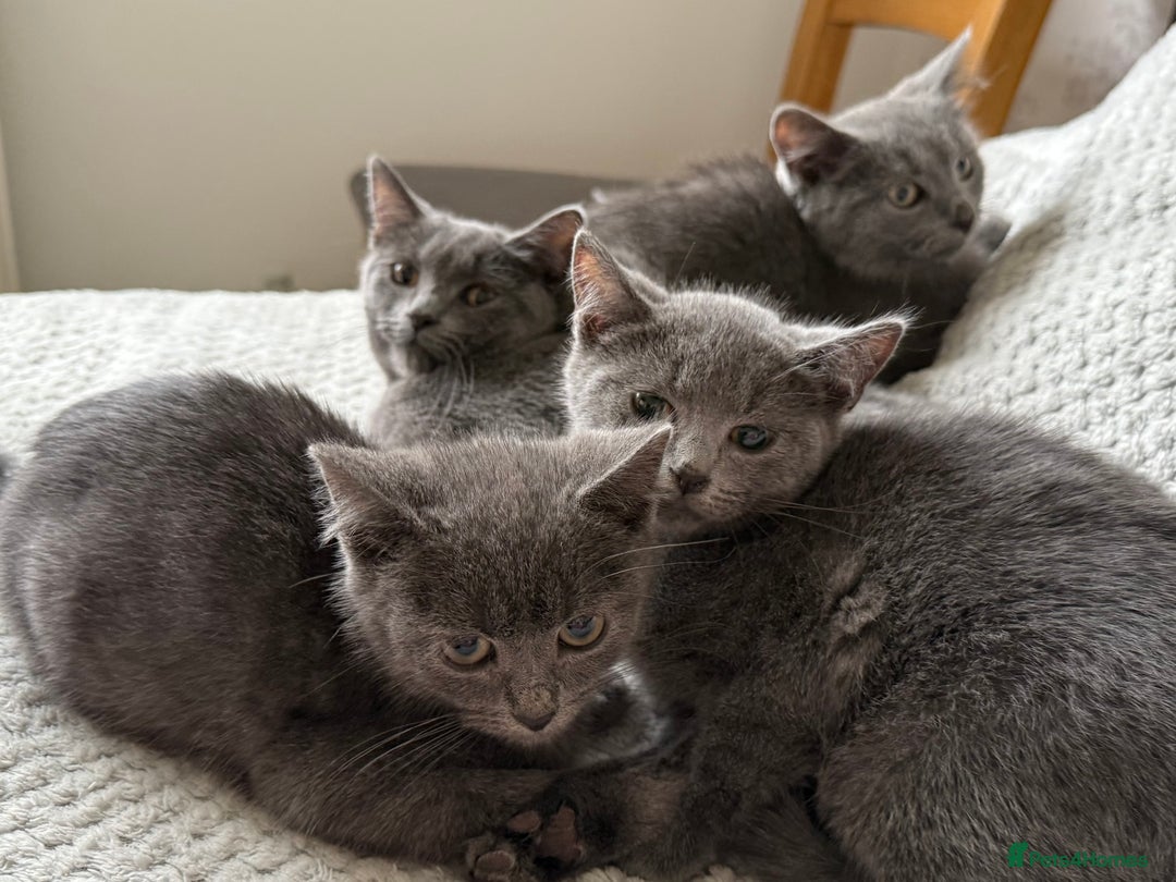 Russian Blue cats for sale: Russian Blue Kittens - Image 5