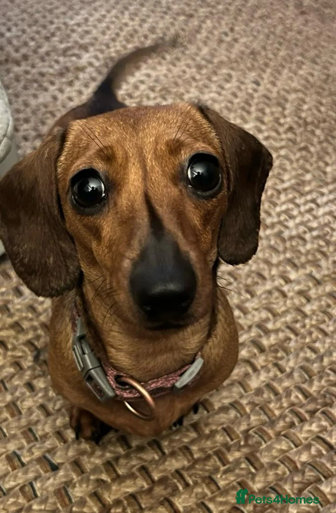 Dachshund dogs for sale: 🍑 Miniature Dachshund for Sale – Meet Peach! 🍑 in Dudley - Advert 2