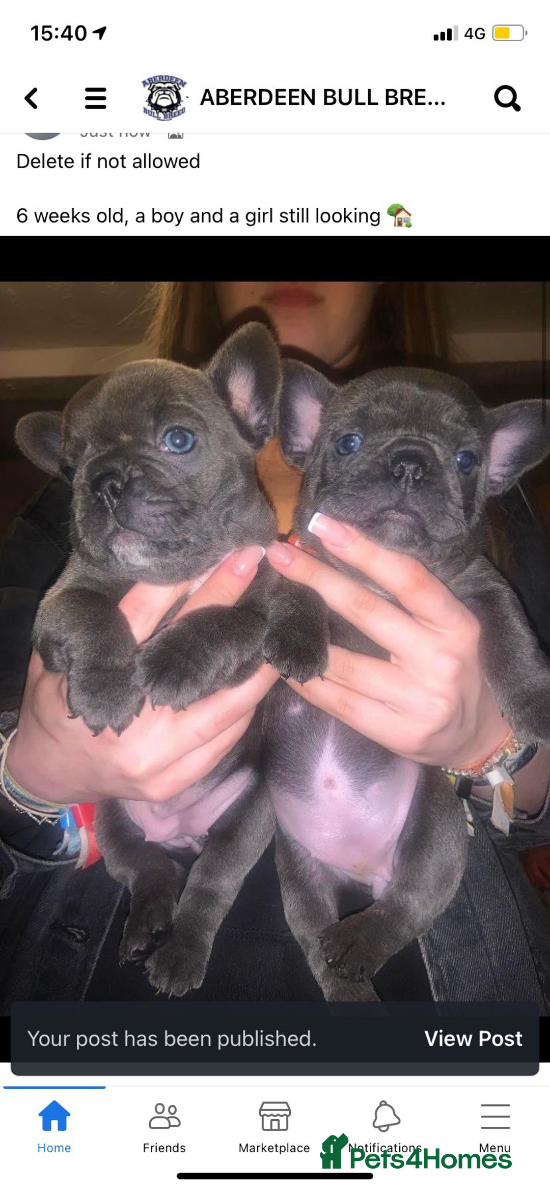 French Bulldog dogs for stud: Solid blue Merle platinum carrying testable and L1 in Aberdeen - Image 11