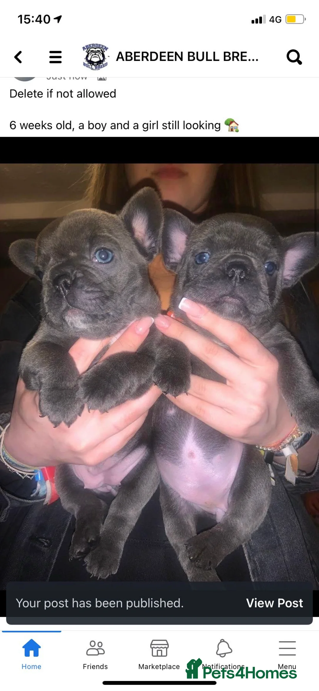 French Bulldog dogs for stud: Solid blue Merle platinum carrying testable and L1 in Aberdeen - Advert 11