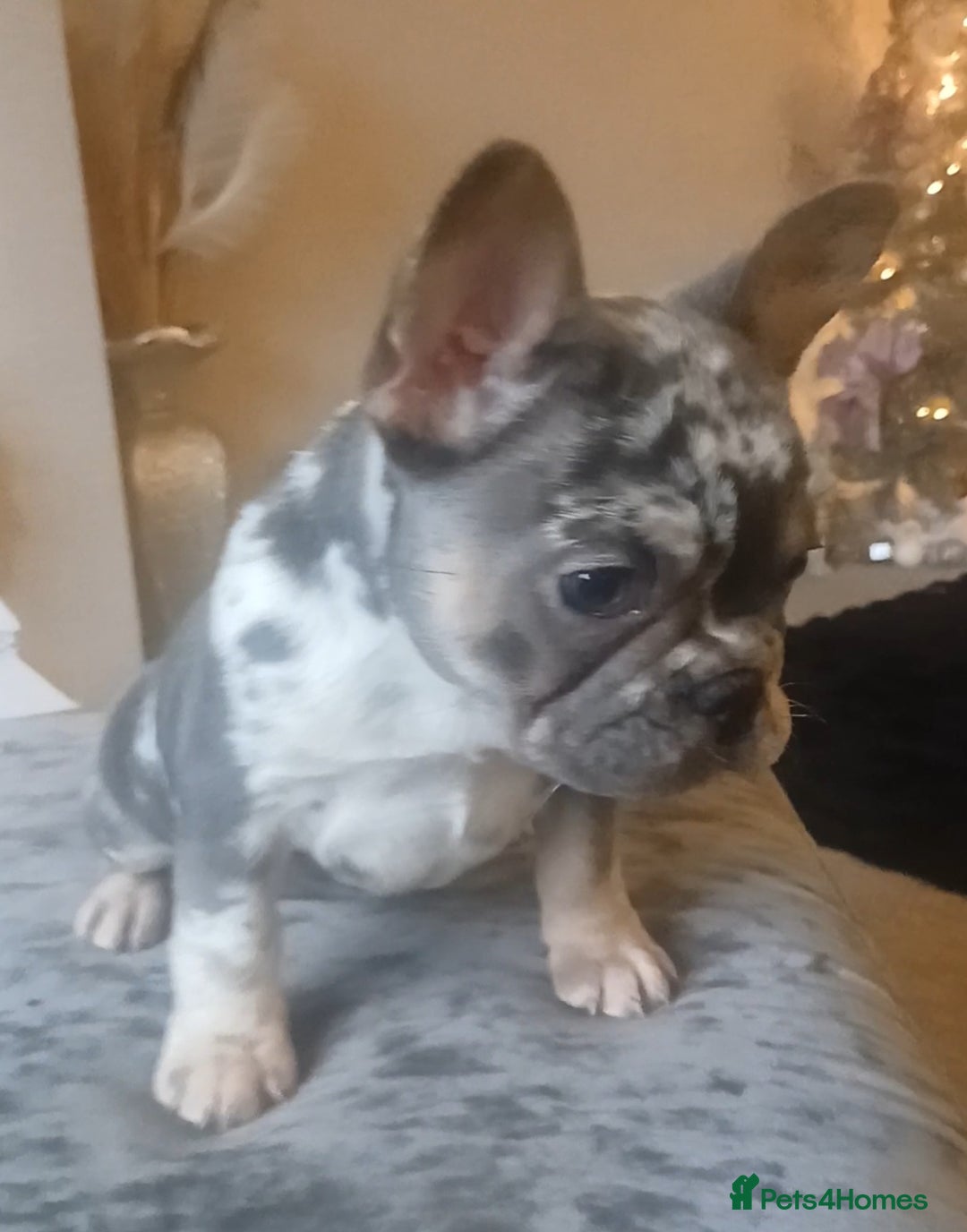 French Bulldog dogs for sale: KC French Bulldog Merles carrying fluffy. - Advert 1