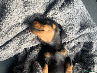 Miniature Dachshund dogs - Advert 13