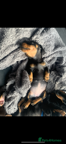 Miniature Dachshund dogs - Advert 8