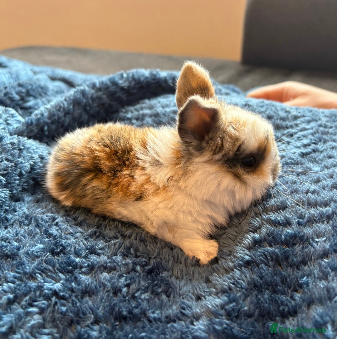 Mini Lop rabbits for sale: Pure Bred Mini Lop babies - Advert 26