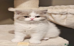 British Shorthair cats for sale: Lilac & White Harlequin Active Boy - Image 4