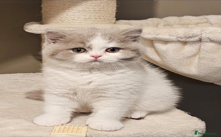 British Shorthair cats - Advert 2