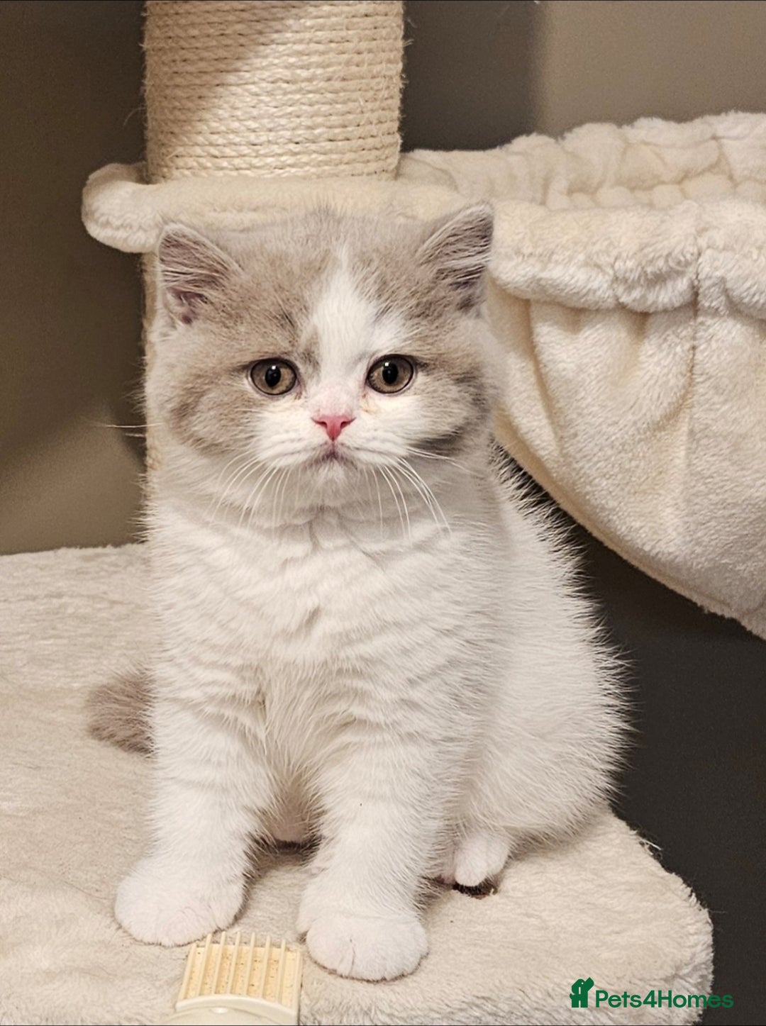 British Shorthair cats for sale: Lilac & White Harlequin Active Boy - Image 4
