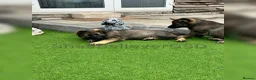 German Shepherd dogs for sale: KC Reg full health tested gorgeous pups ❤️ - Advert 26