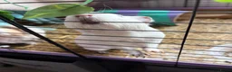 Guinea Pig rodents for sale: 4 Female Guinea pigs  - Advert 7