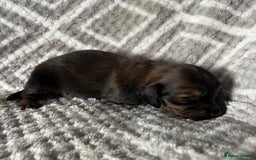 Miniature Dachshund dogs for sale: Beautiful Miniature Dachshunds  - Image 5