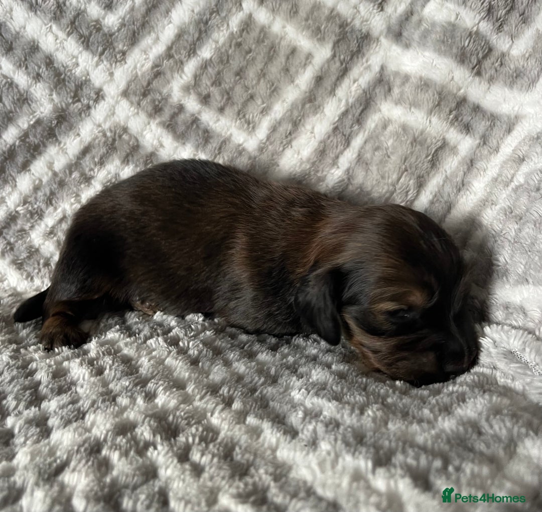 Miniature Dachshund dogs for sale: Beautiful Miniature Dachshunds  - Image 5