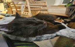 Ragdoll cats for sale: Brother & Sister 8month Ragdoll kittens for Home - Advert 9