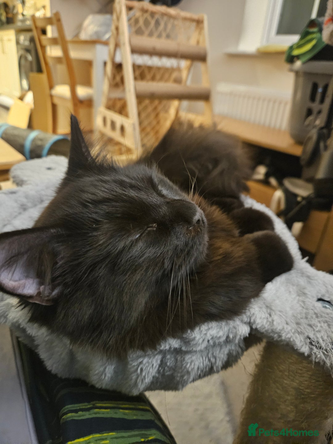 Ragdoll cats for sale: Brother & Sister 8month Ragdoll kittens for Home - Advert 9