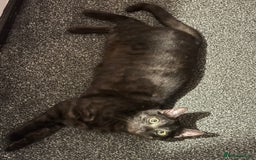 Bengal cats for sale: 2 Bengals Boy Brothers 11 Months Old - Advert 20