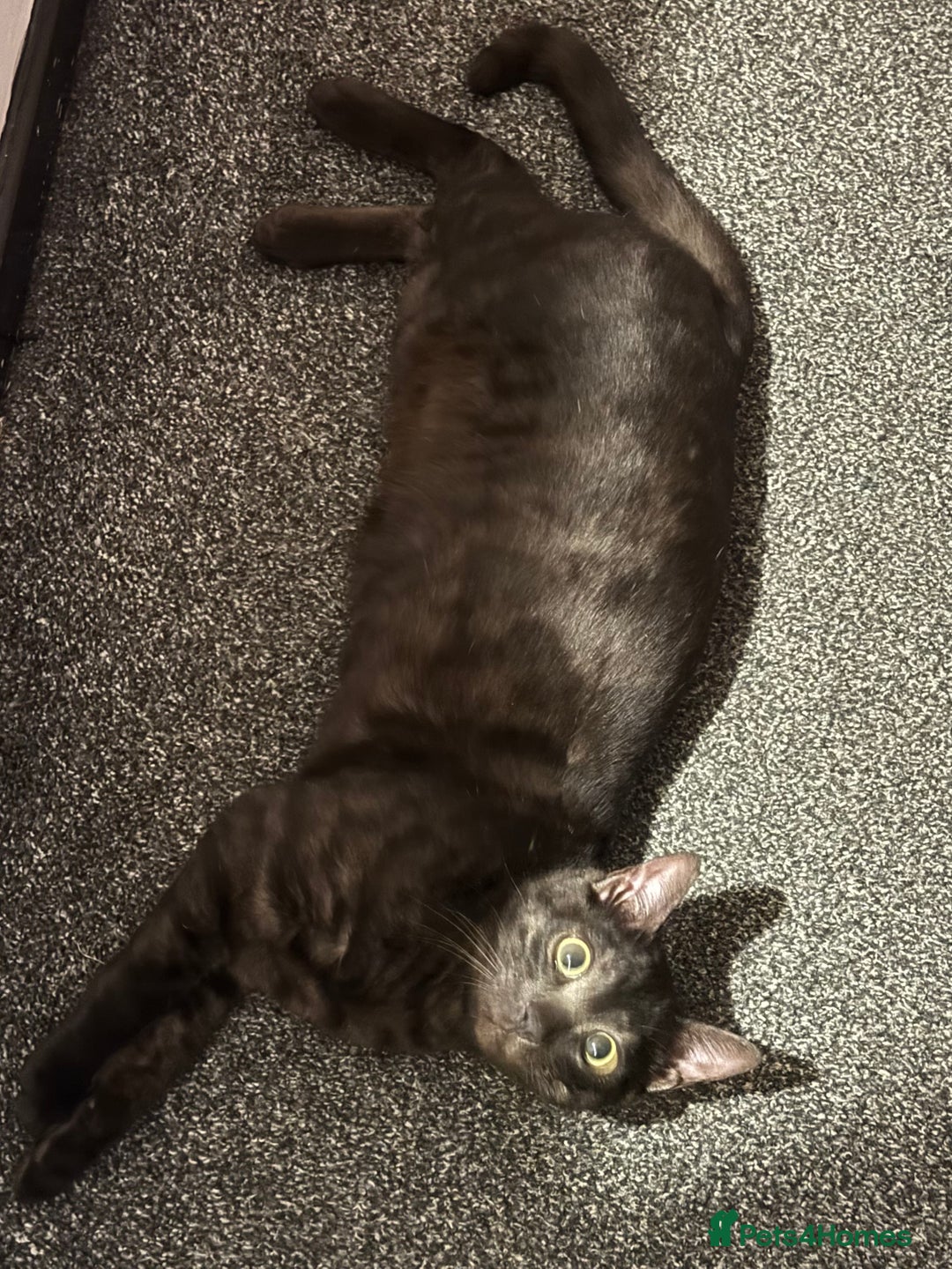 Bengal cats for sale: 2 Bengals Boy Brothers 11 Months Old - Advert 20