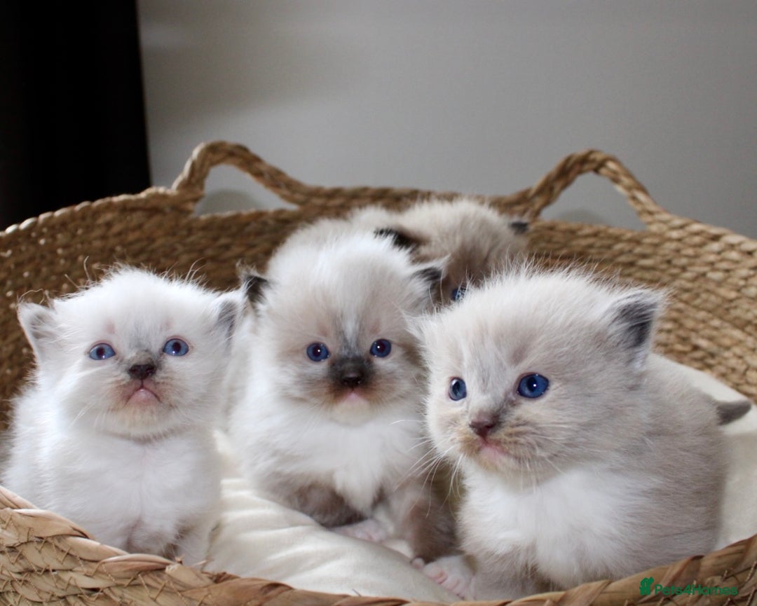 Ragdoll cats for sale: 💎 OUTSTANDING QUALITY MINK ragdoll kittens 💎 - Image 2