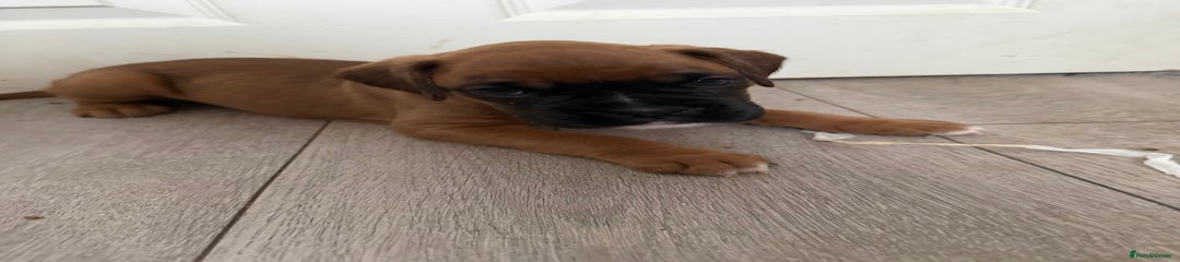 Tan longtail girl 🐶🩷