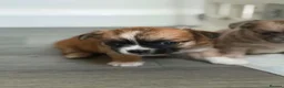 Chihuahua dogs for sale: Adorable pure chihuahua puppies  in Hull - Advert 32