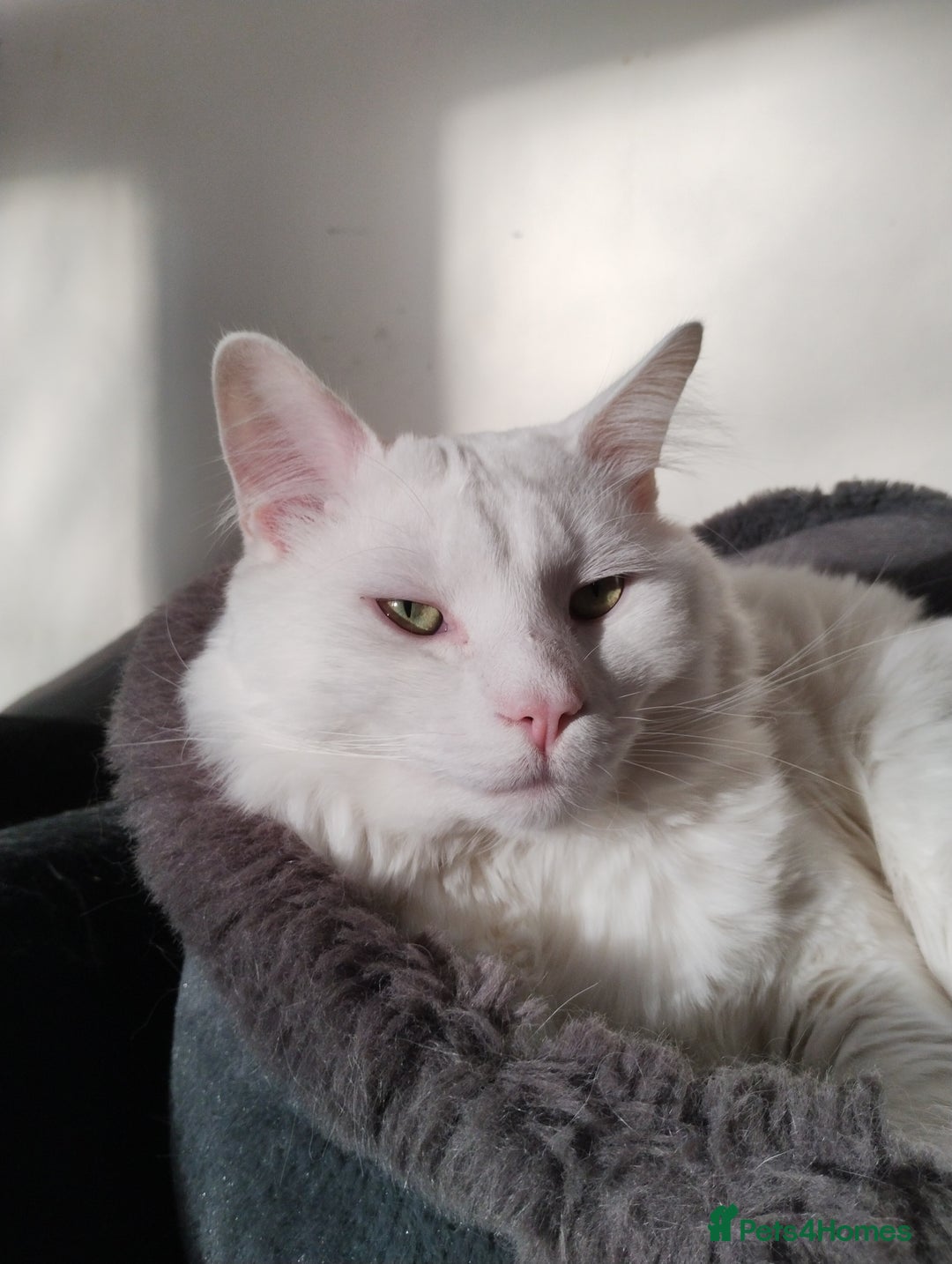 Turkish Angora cats for sale: 1 WHITE TURKISH ANGORA BOY - Advert 1