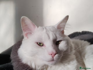 Turkish Angora cats 1 WHITE TURKISH ANGORA BOY - Advert 3