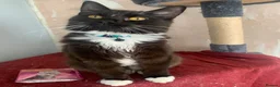 Mixed Breed cats for sale: 3 lovely gentle cats for rehoming.  - Advert 4