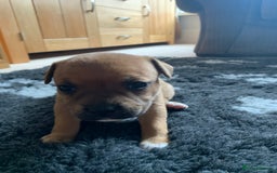 Staffordshire Bull Terrier dogs for sale: Stunning Red Staffy puppies KC top bloodlines - Image 25