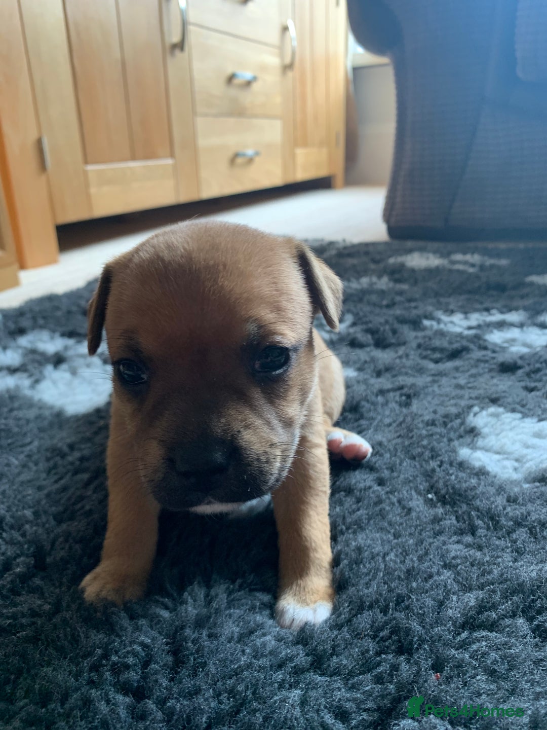 Staffordshire Bull Terrier dogs for sale: Stunning Red Staffy puppies KC top bloodlines - Image 25