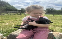 Mixed Breed dogs for sale: Stunning Bedlington x whippet puppies  - Image 17