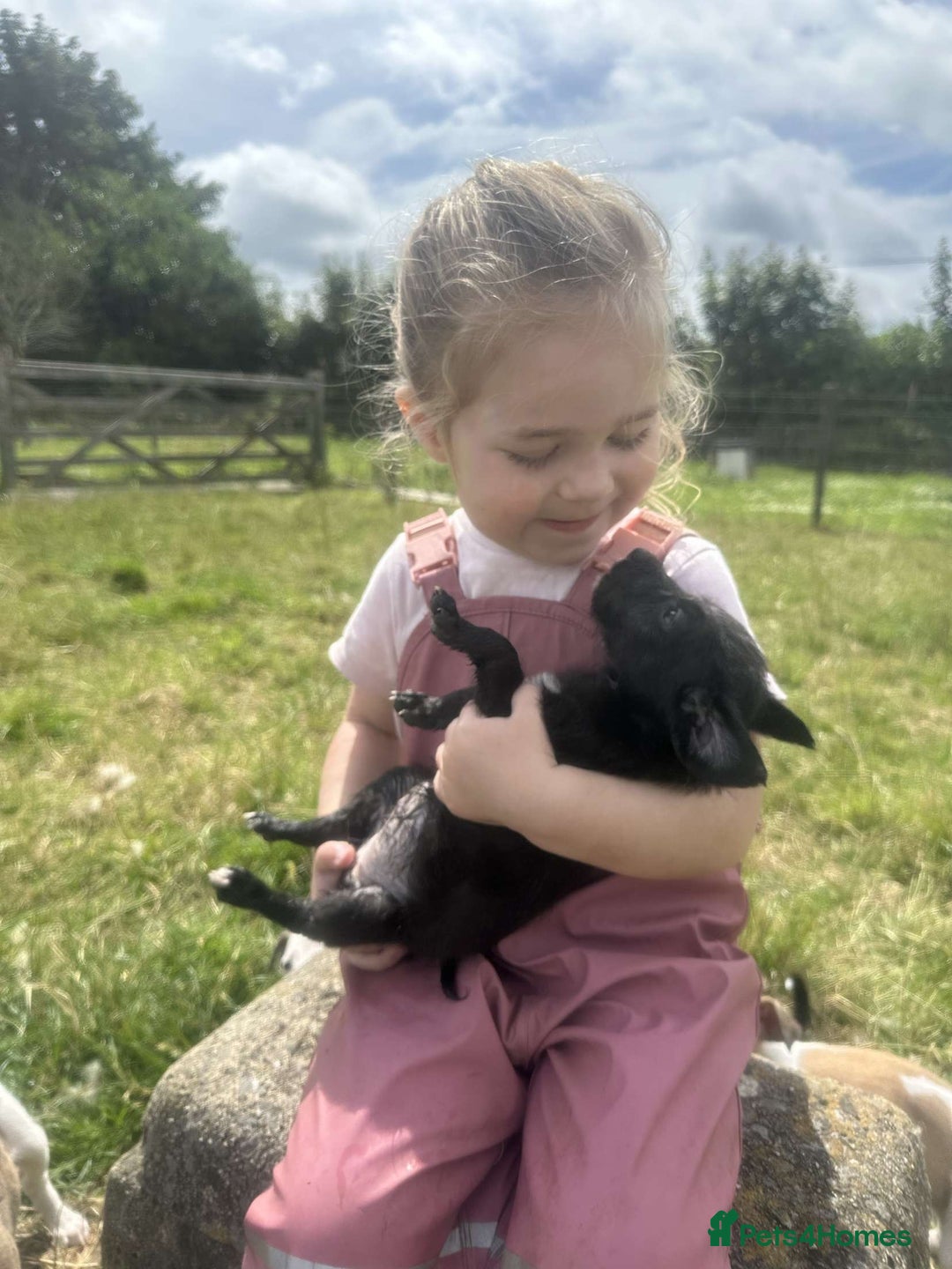 Mixed Breed dogs for sale: Stunning Bedlington x whippet puppies  - Image 17