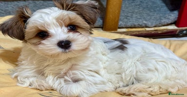 Yorkshire Terrier dogs Rare Blueberry Yorkshire terrier (tested parent) - Advert 4