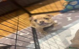 Mixed Breed dogs for sale: STUNNING UNIQUE PUPS 💙💗 - Image 15