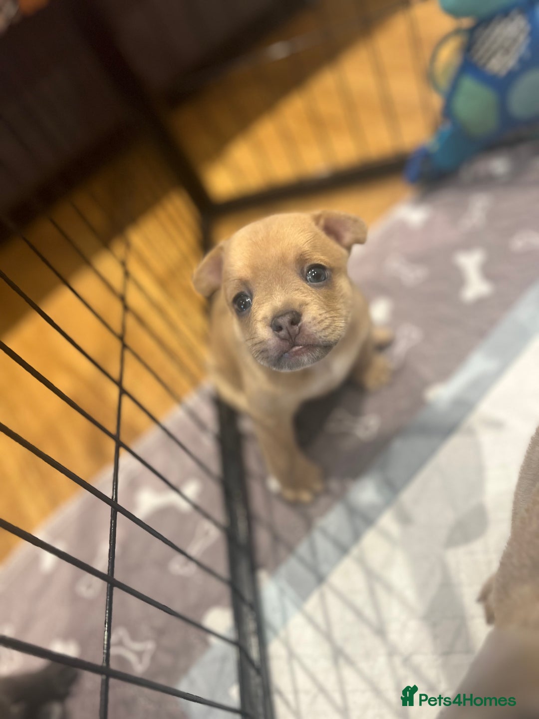Mixed Breed dogs for sale: STUNNING UNIQUE PUPS 💙💗 - Image 15