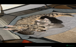 British Shorthair cats for sale: BengalXSavannah  - Image 2